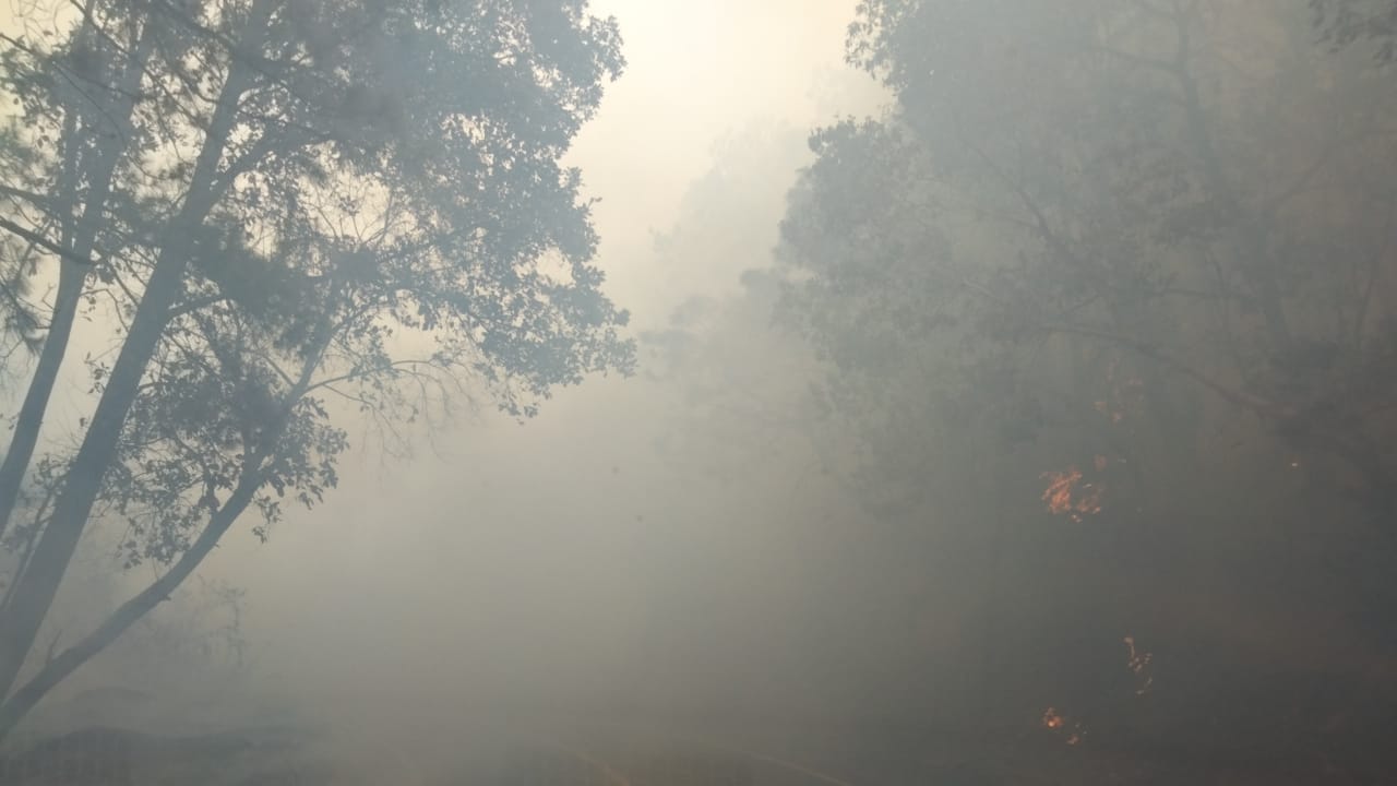 Fuerte incendio consume bosque de la Sierra Norte de Oaxaca