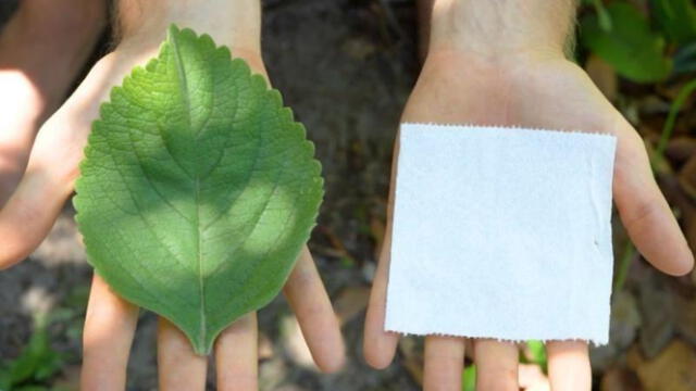 Una planta está reemplazando el papel de baño