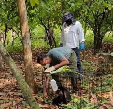 Extremo calor en México: Aumenta a 157 el número de monos aulladores muertos