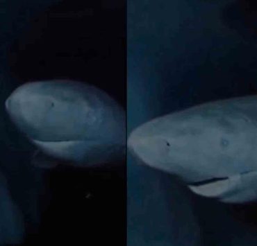 Descubren un tiburón de Groenlandia