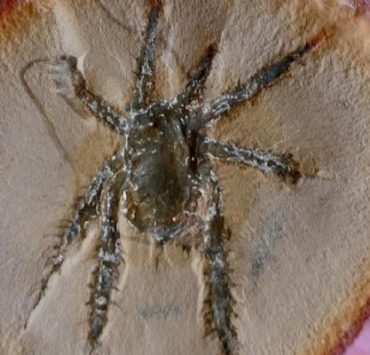 Encuentran un arácnido de 300 millones de años