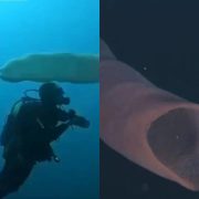 Extraños seres en las aguas de Estados