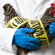 Una epizootia mundial de gripe Aviar