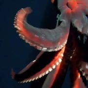 Un calamar con luces integradas