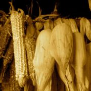 Pueblos chinantecos de Oaxaca conservarán riqueza del maíz tradicional