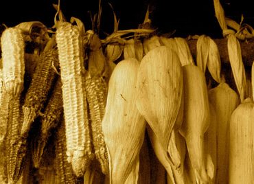 Pueblos chinantecos de Oaxaca conservarán riqueza del maíz tradicional