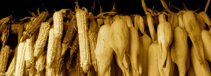 Pueblos chinantecos de Oaxaca conservarán riqueza del maíz tradicional