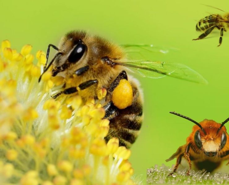 Día internacional de las abejas