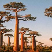 Científicos estudian los árboles baobabs