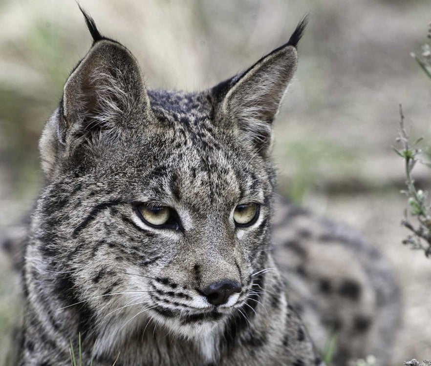 El lince ibérico ya no está en riesgo