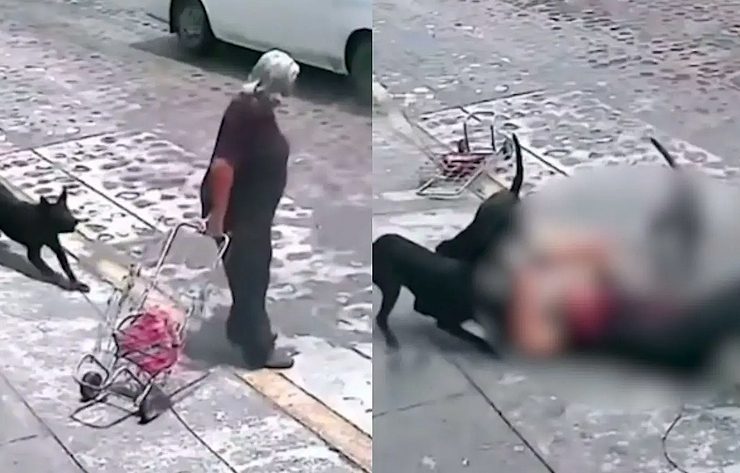 Una jauría de perros ataca a una abuelita, en Pedro Escobedo, Querétaro