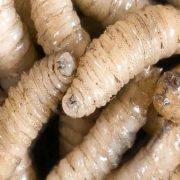 seis casos de miasis