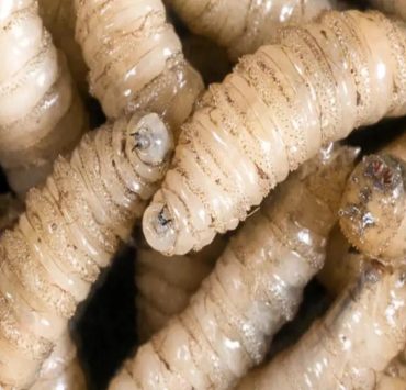 seis casos de miasis