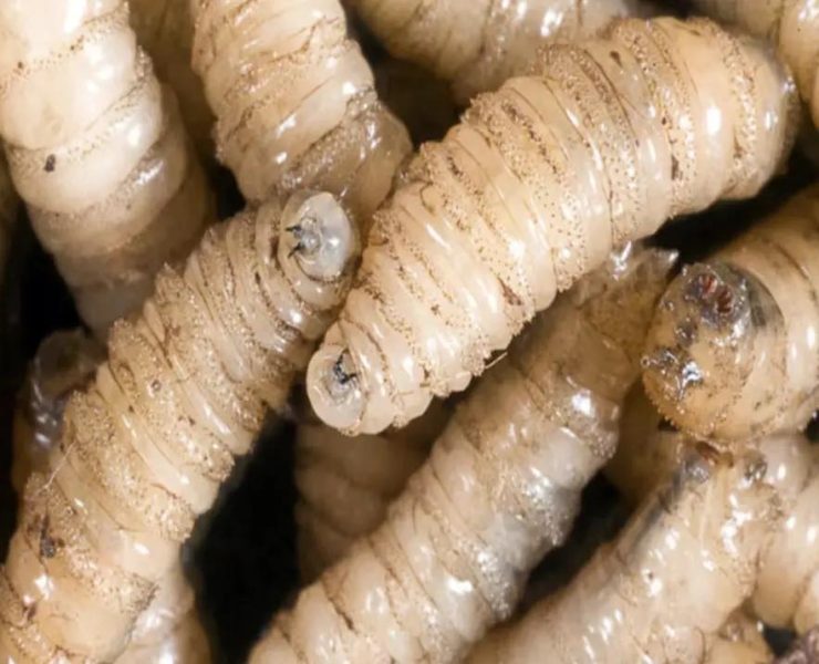 seis casos de miasis